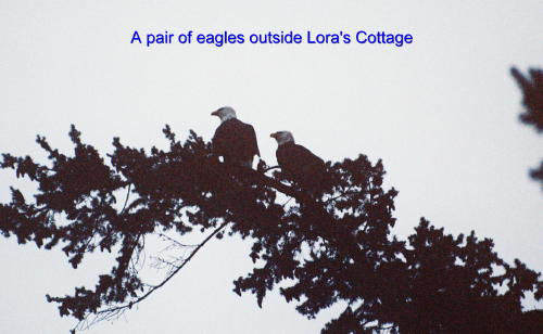 Picture of a pair of eagles in a tree about 100 feet from Lora's Cottage